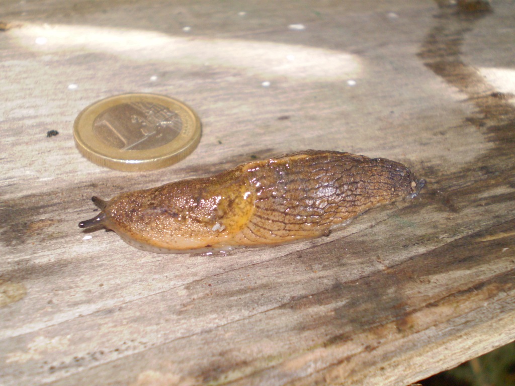 limax  (..?..) da identificare